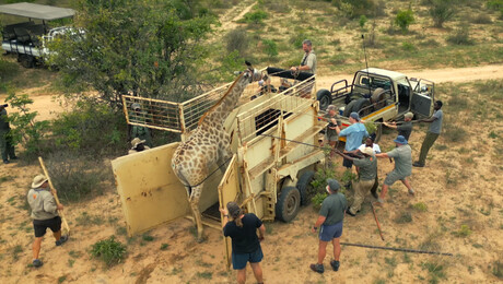 Freeks Wilde Wereld | Operatie giraffenverhuizing!